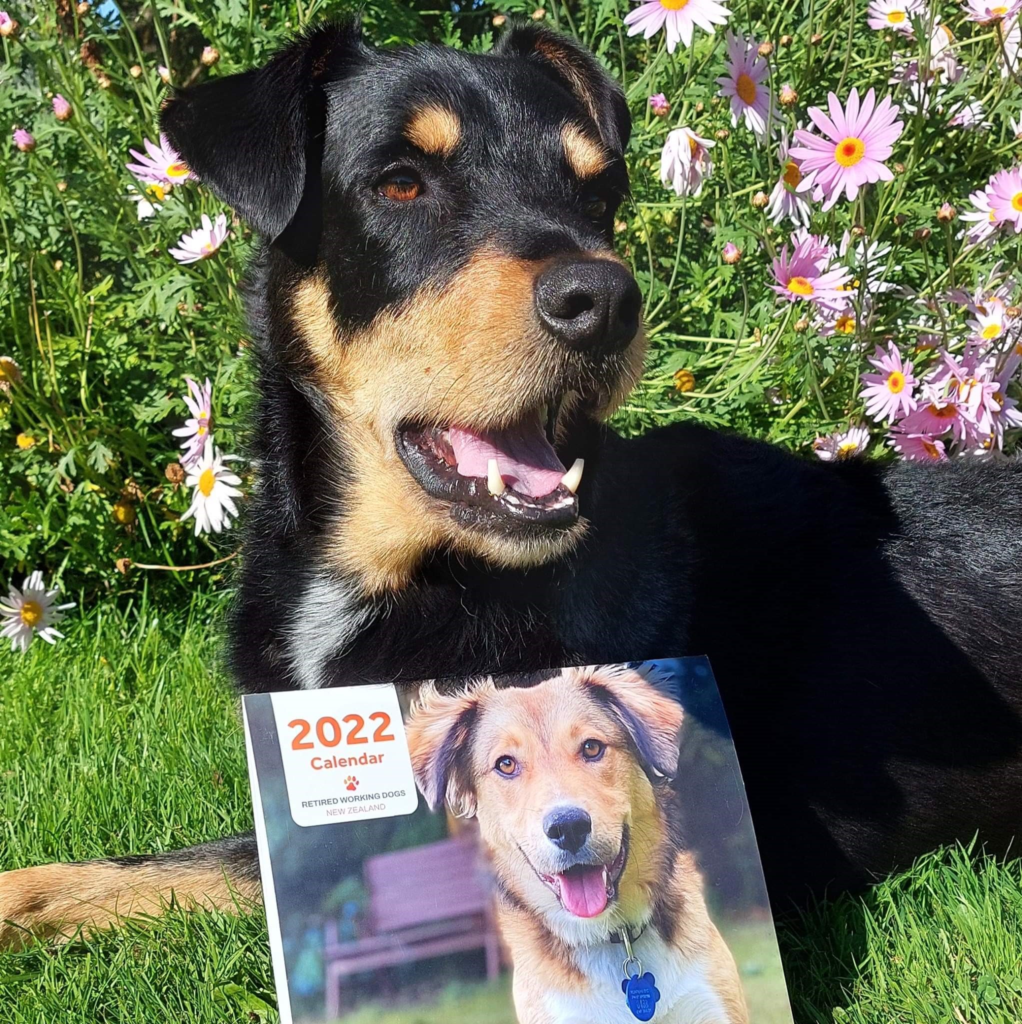 Retired working dogs cheap