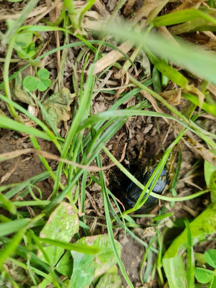 Dung beetle working hard